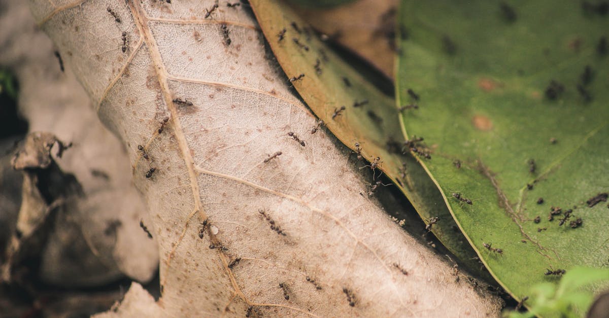 découvrez l'univers fascinant des fourmis : leur organisation sociale, leurs comportements uniques et leur rôle essentiel dans l'écosystème. plongez dans le monde étonnant de ces insectes travailleurs et apprenez à mieux les connaître.