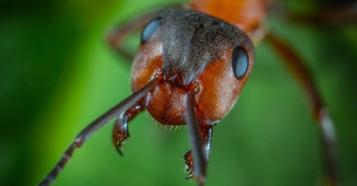 découvrez l'univers fascinant des fourmis, ces insectes sociaux aux comportements étonnants et à l'organisation complexe. explorez leur mode de vie, leur rôle dans l'écosystème et les espèces les plus intéressantes qui peuplent notre planète.