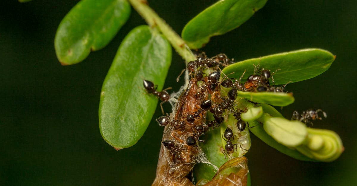 découvrez fascinante diversité des fourmis : leur rôle dans l'écosystème, leurs comportements uniques et les différentes espèces qui peuplent notre planète. plongez dans le monde des fourmis et apprenez comment elles organisent leur société et interagissent avec leur environnement.