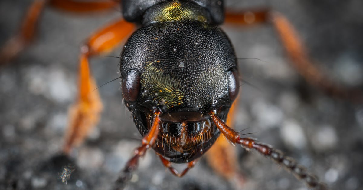 découvrez l'univers fascinant des fourmis : comportement, organisation sociale et rôle dans l'écosystème. apprenez tout sur ces insectes surprenants et leur importance pour notre environnement.