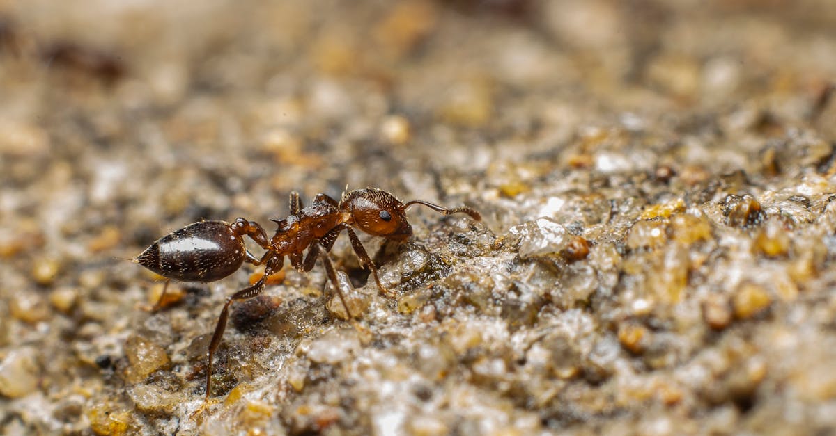 découvrez l'incroyable monde des fourmis : leurs comportements fascinants, leur organisation sociale et leur impact sur l'écosystème. plongez dans l'univers de ces insectes travailleurs et apprenez comment ils contribuent à la biodiversité.