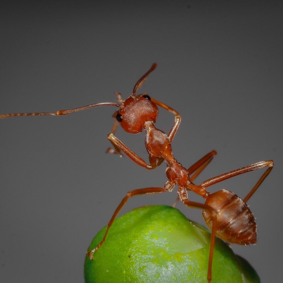 découvrez les fascinantes stratégies de communication des fourmis, ces insectes sociaux qui utilisent des phéromones, des vibrations et des mouvements pour interagir et organiser leur colonie. explorez comment ces techniques de communication leur permettent de travailler ensemble, de défendre leur territoire et de s'adapter à leur environnement.