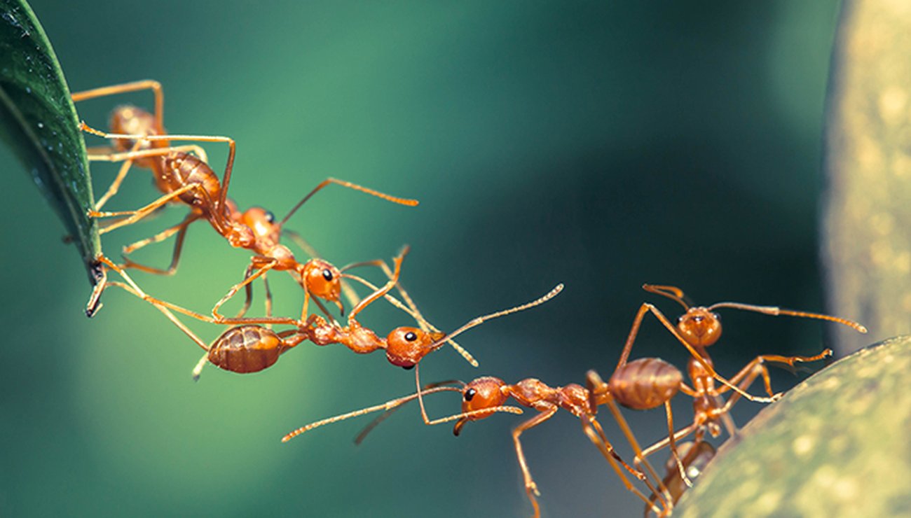 découvrez comment les fourmis communiquent entre elles grâce à des signaux chimiques, des sons et des comportements sociaux fascinants. apprenez les techniques rudimentaires mais efficaces qu'elles utilisent pour coordonner leurs actions et construire des colonies prospères.