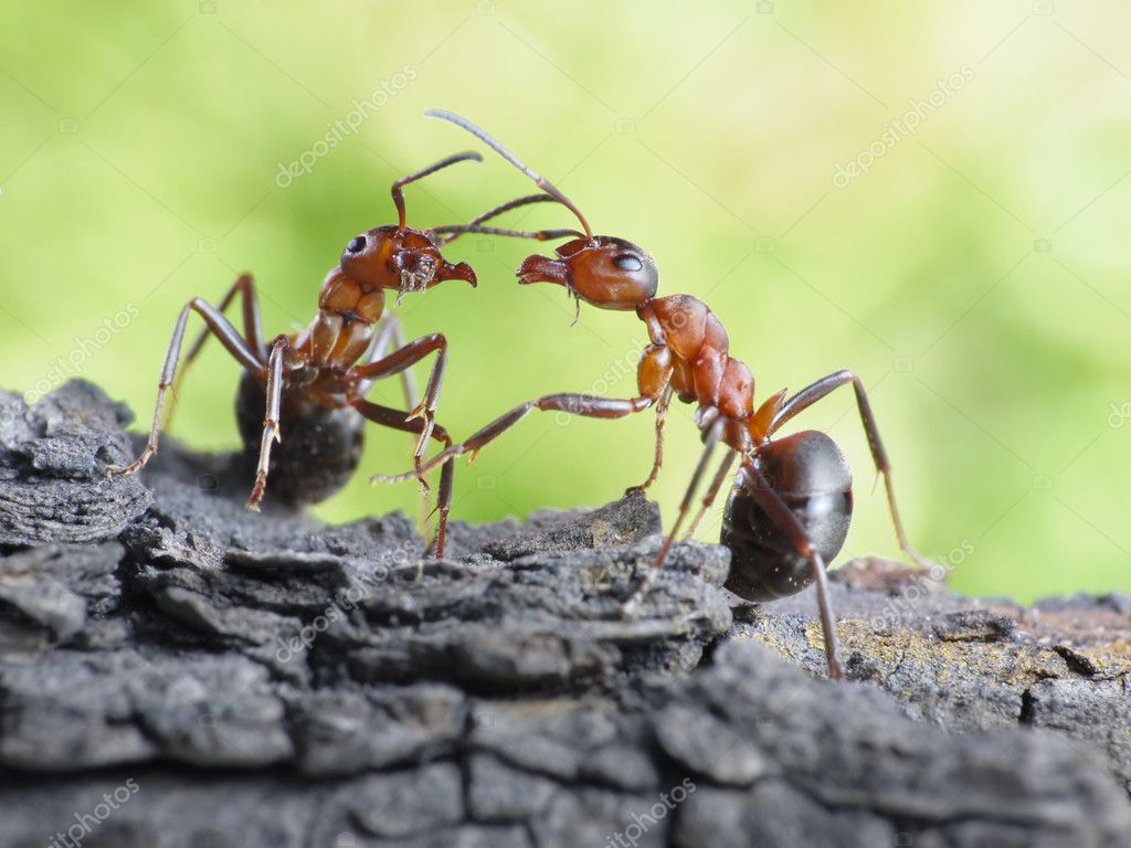 découvrez le monde fascinant de la communication des fourmis, où ces insectes sociaux échangent des informations grâce à des signaux chimiques, des mouvements et des sons. apprenez comment leur communication complexe contribue à l'organisation et à la survie de la colonie.