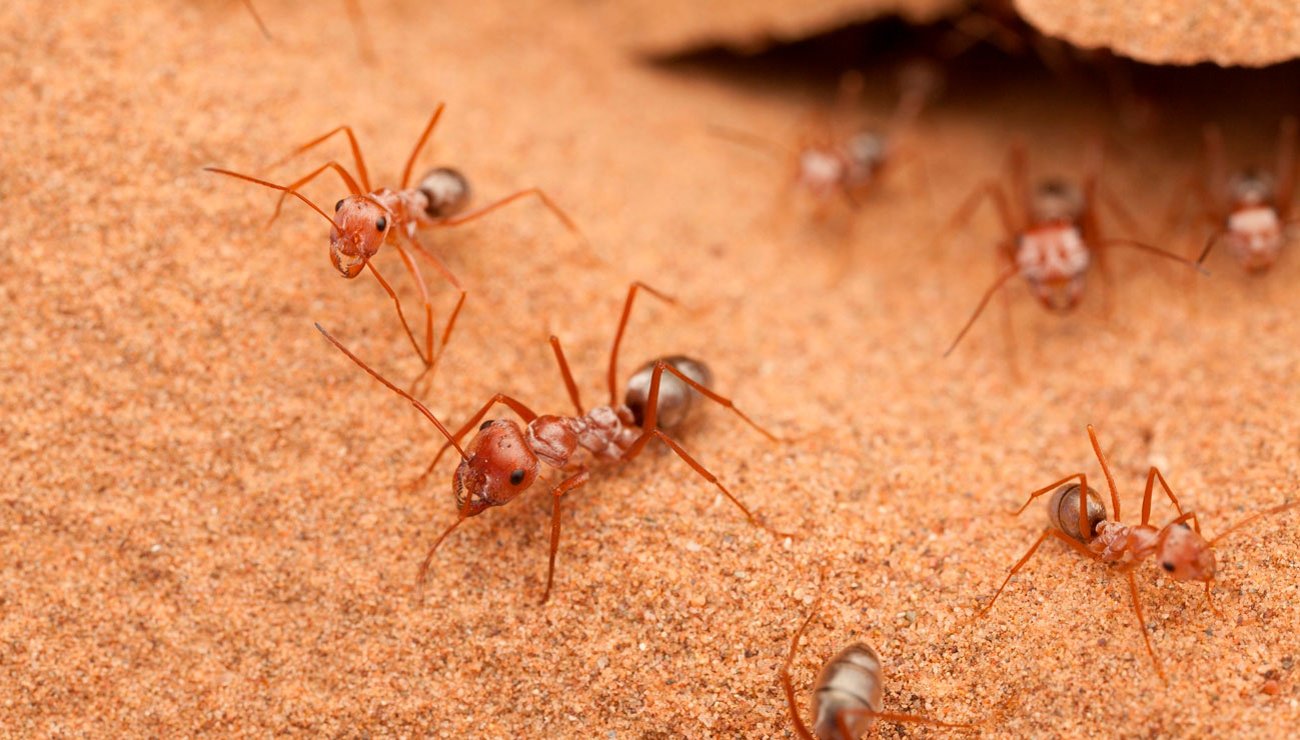 découvrez les fascinantes stratégies de communication des fourmis, de l'utilisation des phéromones aux danses complexes, révélant les secrets de leur organisation et de leur fonctionnement en colonies.