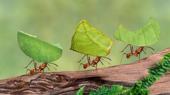 découvrez le fascinant monde de la communication des fourmis, un processus complexe mêlant phéromones, sons et mouvements. apprenez comment ces insectes sociaux échangent des informations et coordonnent leurs actions pour assurer la survie et l'efficacité de leur colonie.