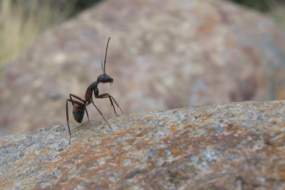 découvrez l'univers fascinant de la communication des fourmis, un monde où ces insectes s'échangent des informations à travers des phéromones, des sons et des comportements. explorez les stratégies complexes qui leur permettent de collaborer efficacement et de s'organiser au sein de leur colonie.