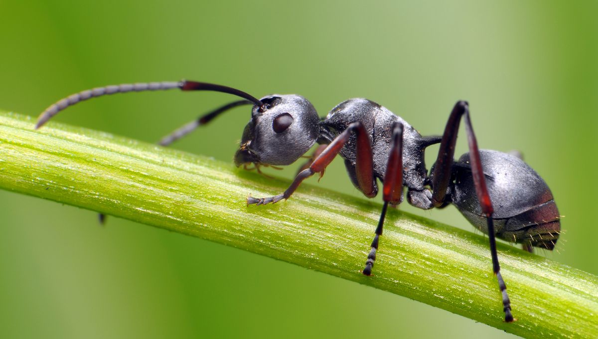 découvrez l'écologie fascinante des fourmis, ces insectes sociaux aux comportements complexes et à l'impact environnemental significatif. plongez dans leur monde, explorez leur organisation, leur rôle dans les écosystèmes et leur adaptation à divers habitats. apprenez comment elles contribuent à la biodiversité et à la santé des sols.