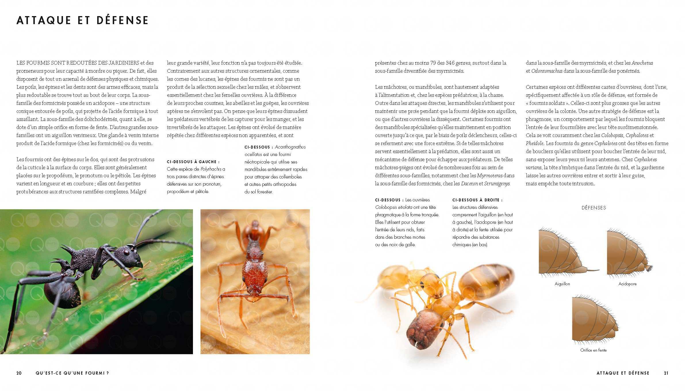 découvrez le rôle essentiel des fourmis dans les écosystèmes, leur impact sur la biodiversité et les interactions complexes qui les lient à d'autres espèces. plongez dans l'univers fascinant de ces insectes travailleurs et leur contribution à l'équilibre écologique.