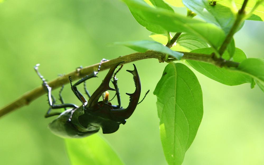 découvrez le rôle fascinant des fourmis dans le processus de pollinisation. ces insectes étonnants contribuent à la reproduction des plantes, en favorisant la diversité et la santé des écosystèmes. apprenez comment leur comportement unique soutient la biodiversité et l'équilibre environnemental.