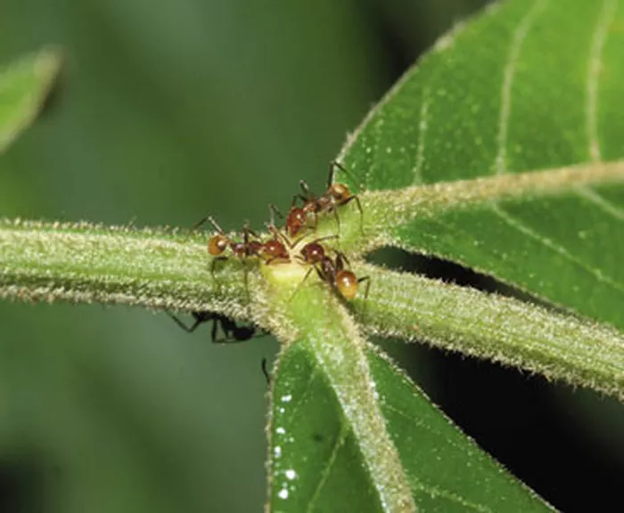 découvrez le rôle essentiel des fourmis dans la pollinisation des plantes. explorez comment ces insectes uniques contribuent à l'écosystème en transportant le pollen, favorisant la reproduction des fleurs et soutenant la biodiversité. apprenez pourquoi la préservation des fourmis est cruciale pour notre environnement.