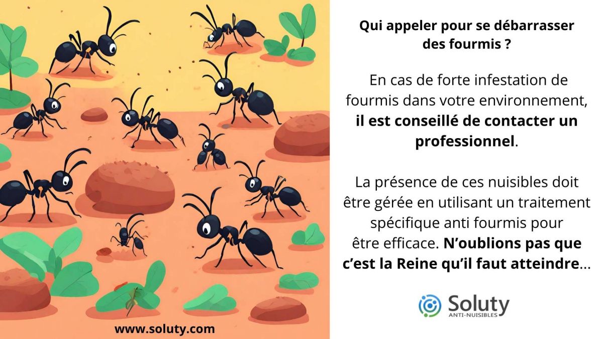 découvrez comment les fourmis contribuent à la santé des sols en améliorant leur structure, en favorisant la décomposition des matières organiques et en aidant à la circulation de l'eau. apprenez l'importance écologique de ces insectes fascinants pour un environnement durable.