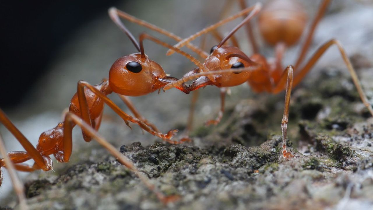 découvrez l'impact fascinant des fourmis sur les écosystèmes, leur rôle crucial dans la décomposition des matières organiques et leur influence sur la biodiversité. plongez dans l'univers de ces insectes sociaux pour comprendre comment ils modifient leur environnement et contribuent à l'équilibre écologique.