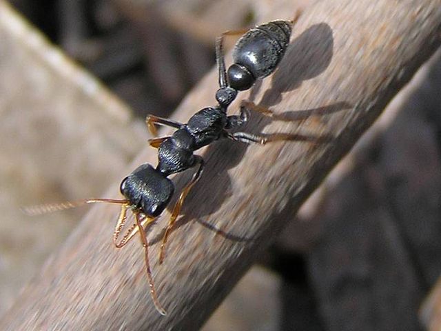 découvrez les fascinantes interactions entre les différentes espèces de fourmis, leur comportement social, et l'impact de ces relations sur l'écosystème. plongez dans l'univers complexe de ces insectes essentiels à la biodiversité.