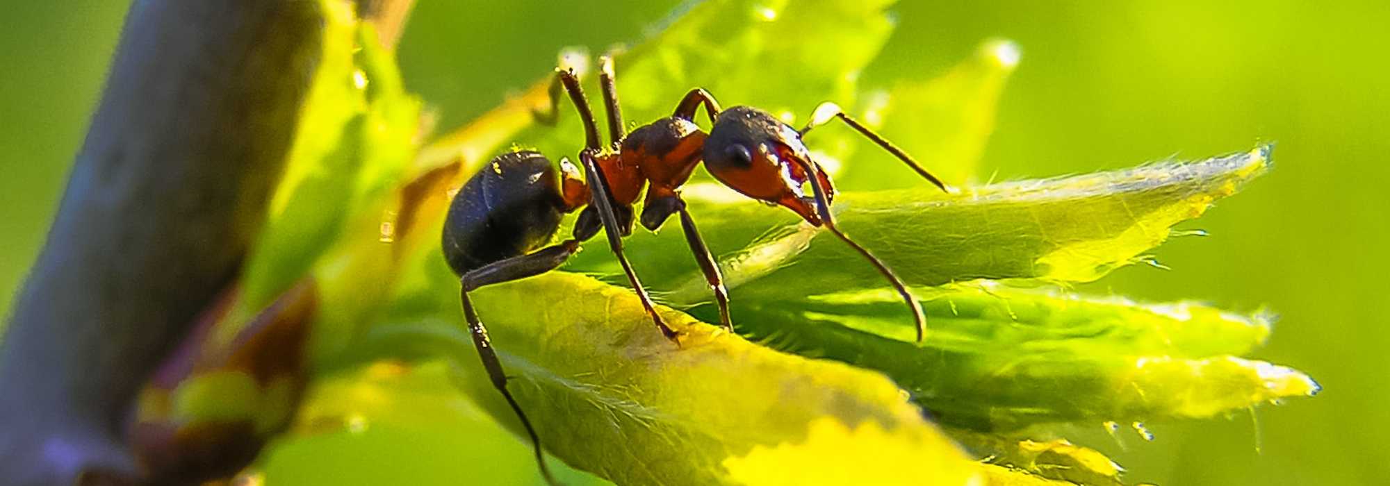 découvrez les fascinantes interactions entre différentes espèces de fourmis, leurs comportements sociaux, leurs stratégies de survie et leur impact sur l'écosystème. plongez dans l'univers complexe de ces insectes sociaux et apprenez comment elles cohabitent et interagissent pour former des colonies durables.