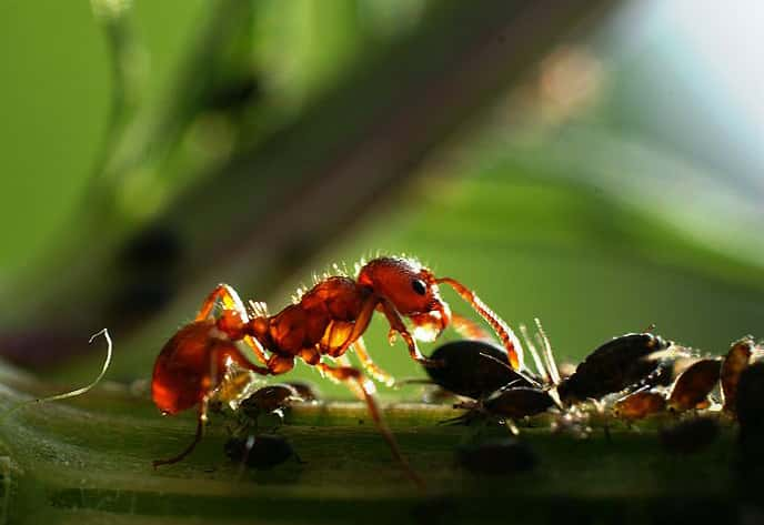 découvrez le fascinant langage des fourmis, une communication complexe et ultra-sophistiquée qui permet à ces insectes sociaux de coordonner leurs activités, d'échanger des informations et de renforcer leur communauté. plongez dans l'univers intrigant de la biologie des fourmis et apprenez comment elles utilisent des phéromones et des comportements pour interagir et survivre ensemble.