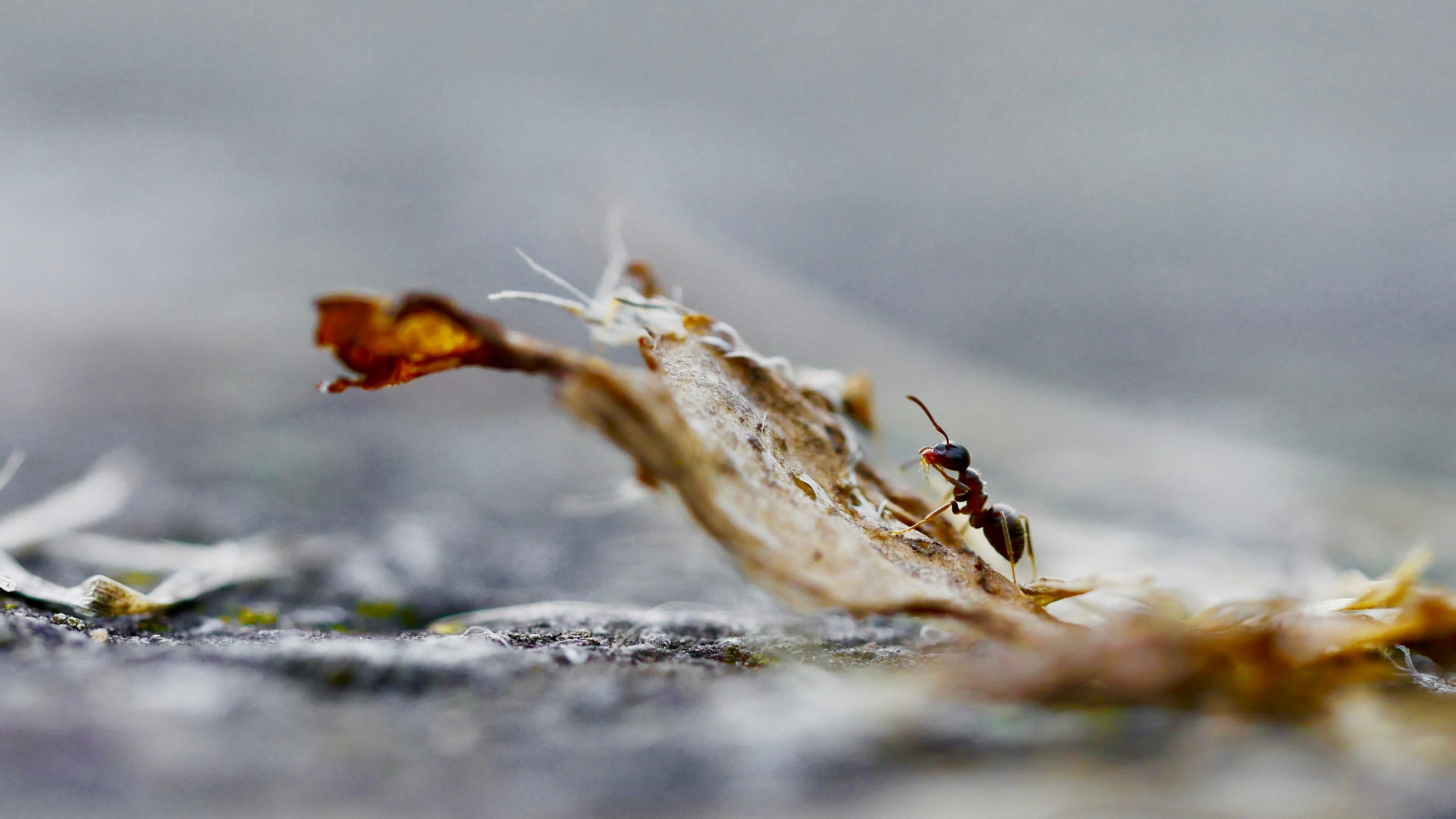 découvrez le rôle crucial des fourmis dans les écosystèmes, leur contribution à la pollinisation, la décomposition des matières organiques et leur impact sur la biodiversité. un regard fascinant sur ces insectes travailleurs et leurs interactions avec l'environnement.