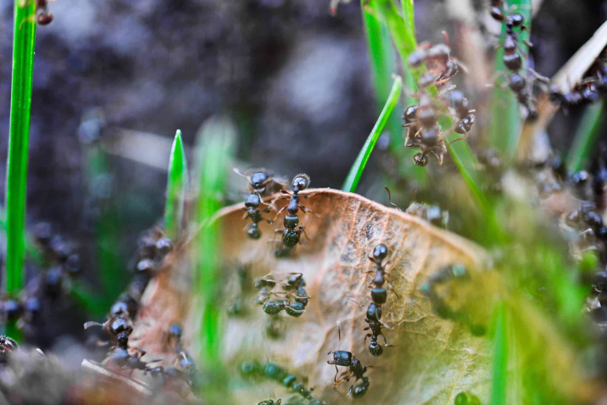 découvrez le rôle essentiel des fourmis dans l'écosystème, des agents de décomposition aux pollinisateurs, en passant par leur contribution à la fertilité du sol et à l'équilibre des populations d'autres espèces.