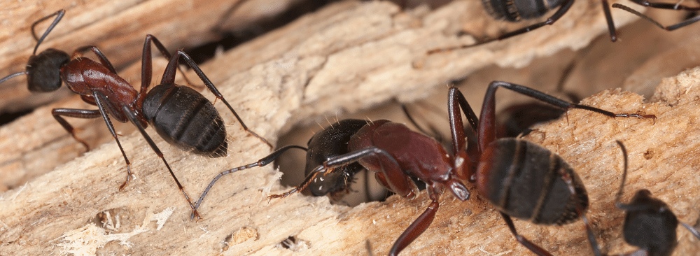 découvrez l'importance des fourmis dans l'écosystème : leurs rôles essentiels en tant que décomposeurs, pollinisateurs et régulateurs des populations, contribuant ainsi à l'équilibre naturel et à la biodiversité. apprenez comment ces insectes fascinants interagissent avec leur environnement et soutiennent la vie sur terre.