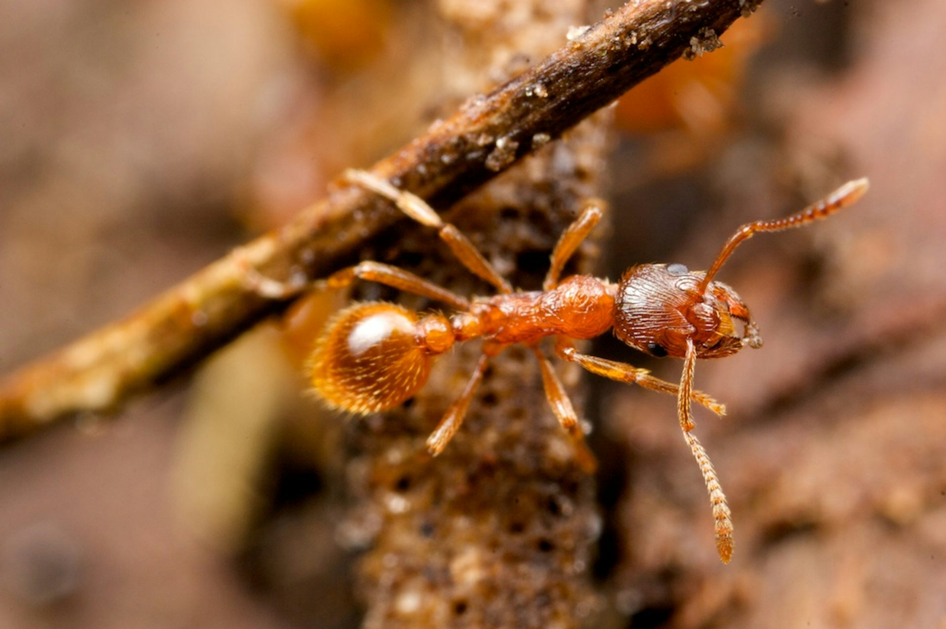 découvrez le rôle essentiel des fourmis dans les écosystèmes. apprenez comment ces insectes contribuent à la pollinisation, au recyclage des nutriments et à l'équilibre des populations, tout en maintenant la santé et la diversité des habitats naturels.