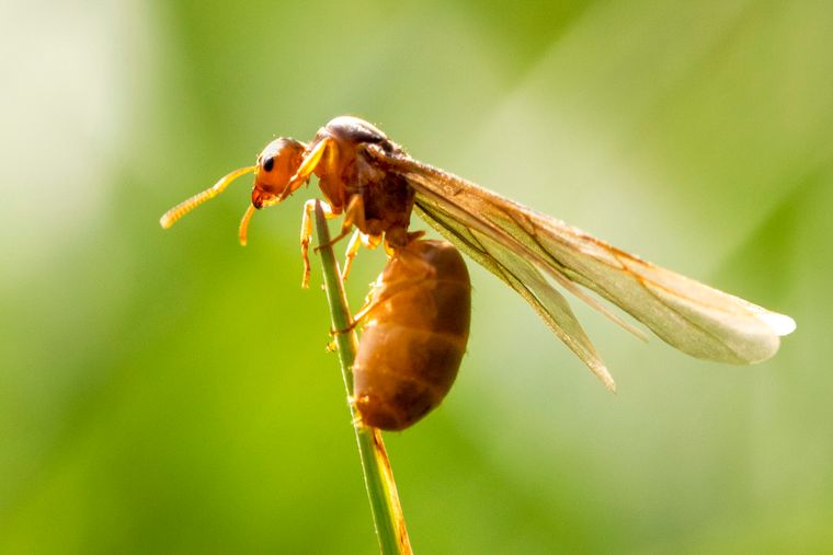 découvrez le rôle essentiel des fourmis dans les écosystèmes, de leur contribution à la pollinisation à leur impact sur le sol et l'agriculture. apprenez comment ces petites créatures influencent la biodiversité et la santé des écosystèmes.