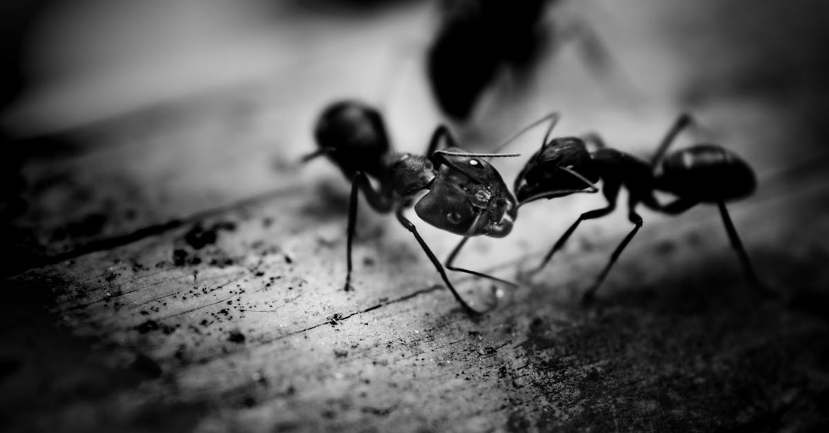 découvrez l'univers fascinant des fourmis, leurs comportements extraordinaires, leur organisation sociale complexe et leur rôle essentiel dans l'écosystème. apprenez comment ces petites créatures contribuent à notre environnement et explorez les différentes espèces qui peuplent notre planète.