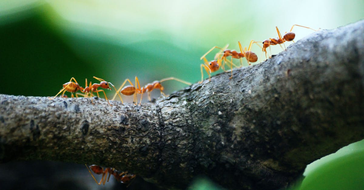 découvrez le fascinant monde des fourmis : leur organisation sociale, leurs comportements uniques et leur rôle essentiel dans l'écosystème. apprenez-en plus sur ces petits insectes qui jouent un grand rôle dans la nature.