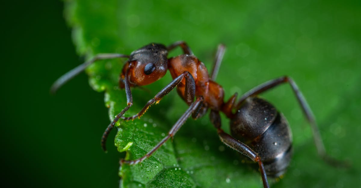 découvrez le monde fascinant des fourmis, ces insectes sociaux aux comportements extraordinaires. apprenez-en plus sur leur organisation, leur communication et leur rôle crucial dans notre écosystème.