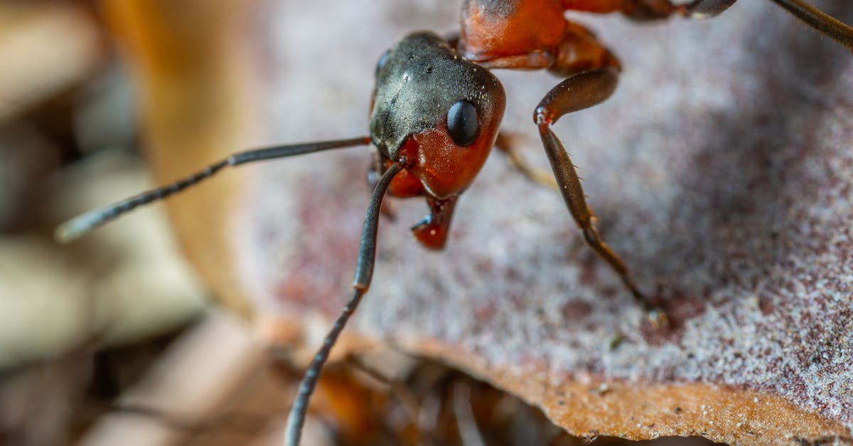 découvrez le fascinant monde des fourmis : leurs comportements, leur organisation sociale et leur importance dans l'écosystème. plongez dans l'univers de ces insectes étonnants et apprenez comment ils interagissent avec leur environnement.