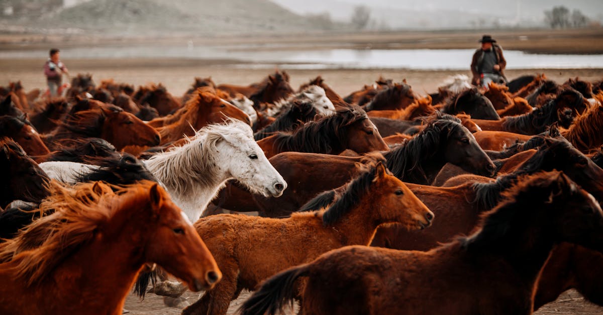 découvrez tout ce qu'il faut savoir sur le passeport pour chevaux, un document essentiel pour garantir le bien-être et la traçabilité de votre équidé. apprenez comment obtenir ce passeport, son importance dans les compétitions et les réglementations en vigueur.