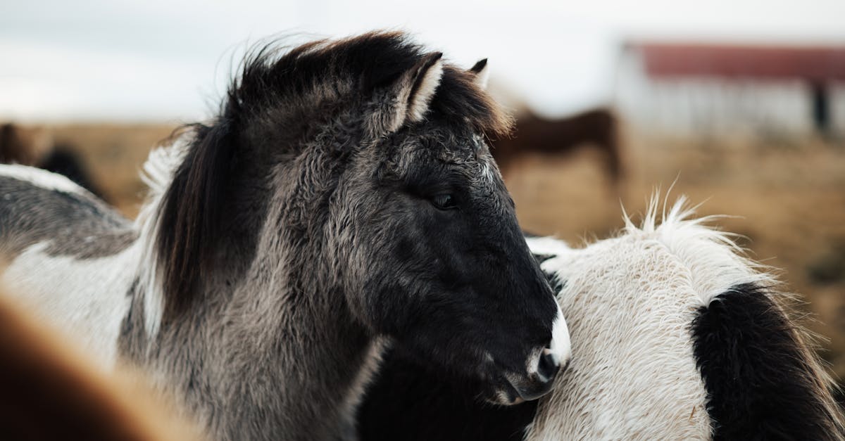 découvrez l'importance du passeport pour cheval, un document essentiel pour le suivi de la santé et de l'identité de votre équidé. informez-vous sur les démarches à suivre pour l'obtenir et les bénéfices qu'il apporte aux propriétaires de chevaux.