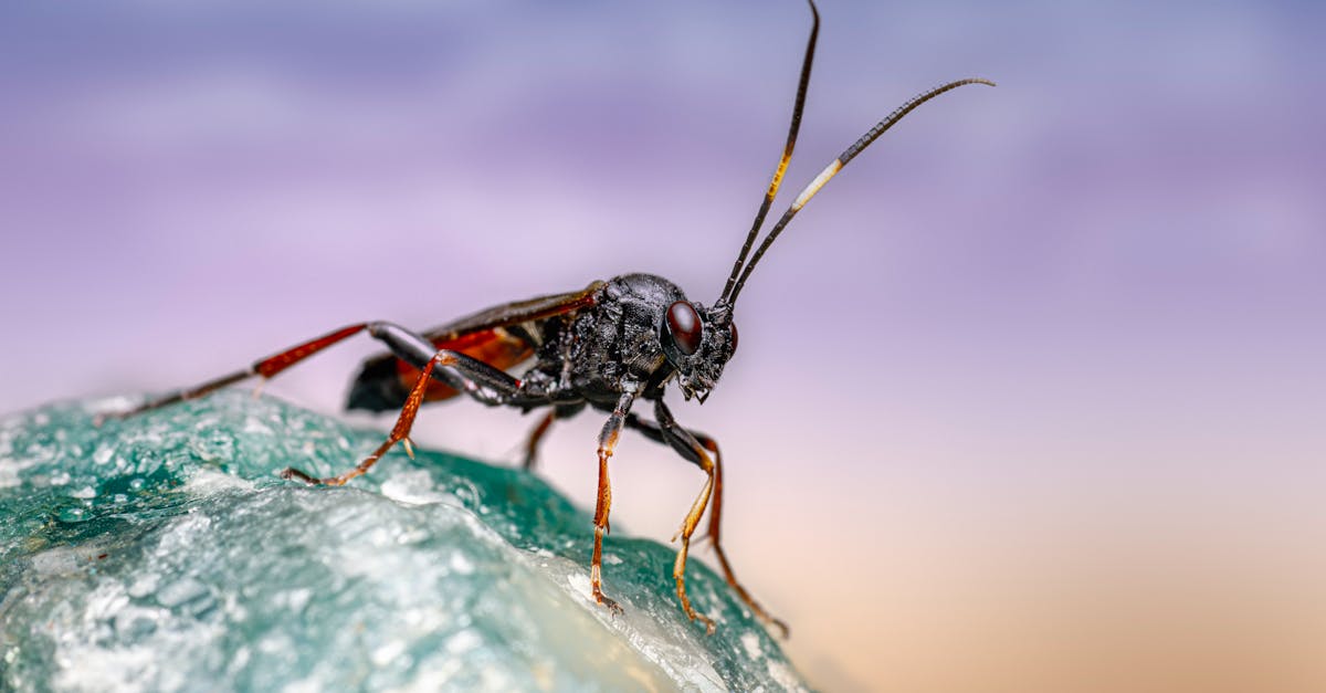 découvrez notre gamme de micro tracteurs, parfaits pour le jardinage, l'agriculture urbaine et l'entretien des espaces verts. adaptés à tous vos besoins, ces engins compacts allient performance et maniabilité pour vous faciliter la tâche.