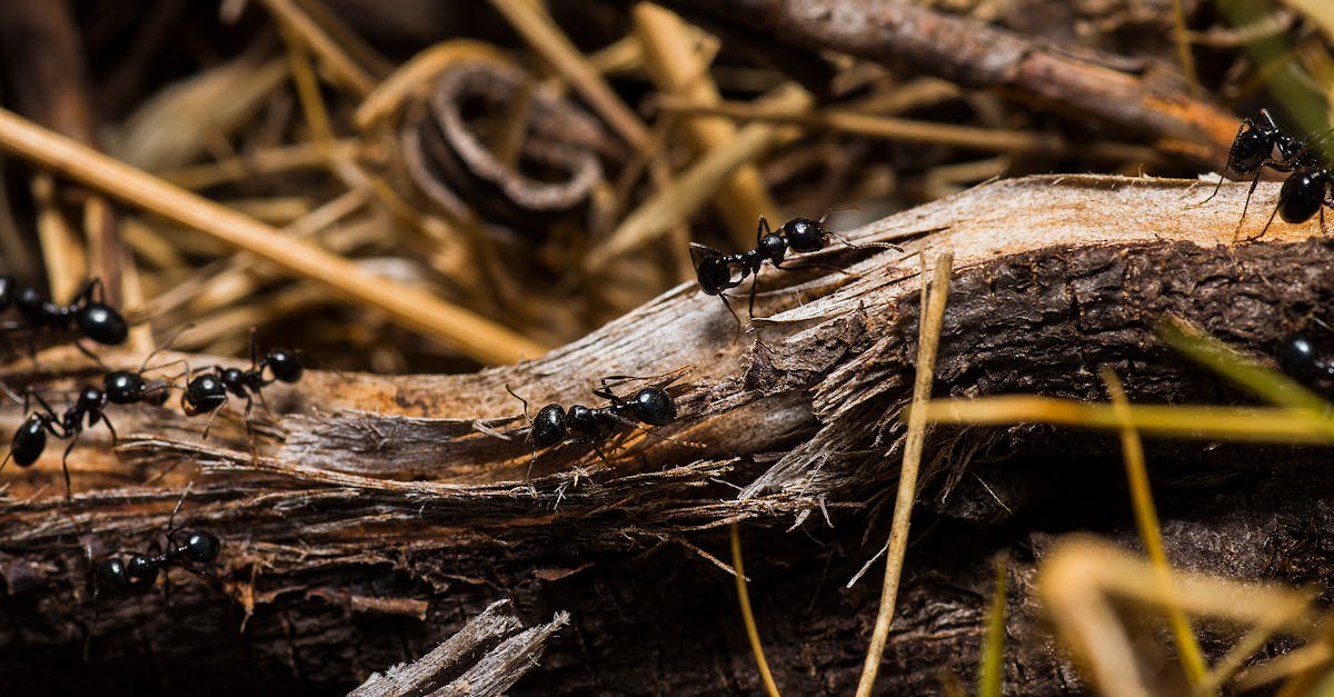 découvrez le fascinant monde des fourmis : leur organisation sociale, leurs comportements fascinants et leur rôle essentiel dans nos écosystèmes. explorez les différentes espèces de fourmis et apprenez comment elles interagissent avec leur environnement.